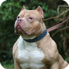 Pitbull Dog Wallpaper أيقونة