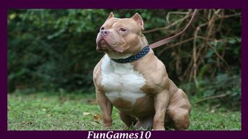 Pitbull Dog Wallpaper Affiche