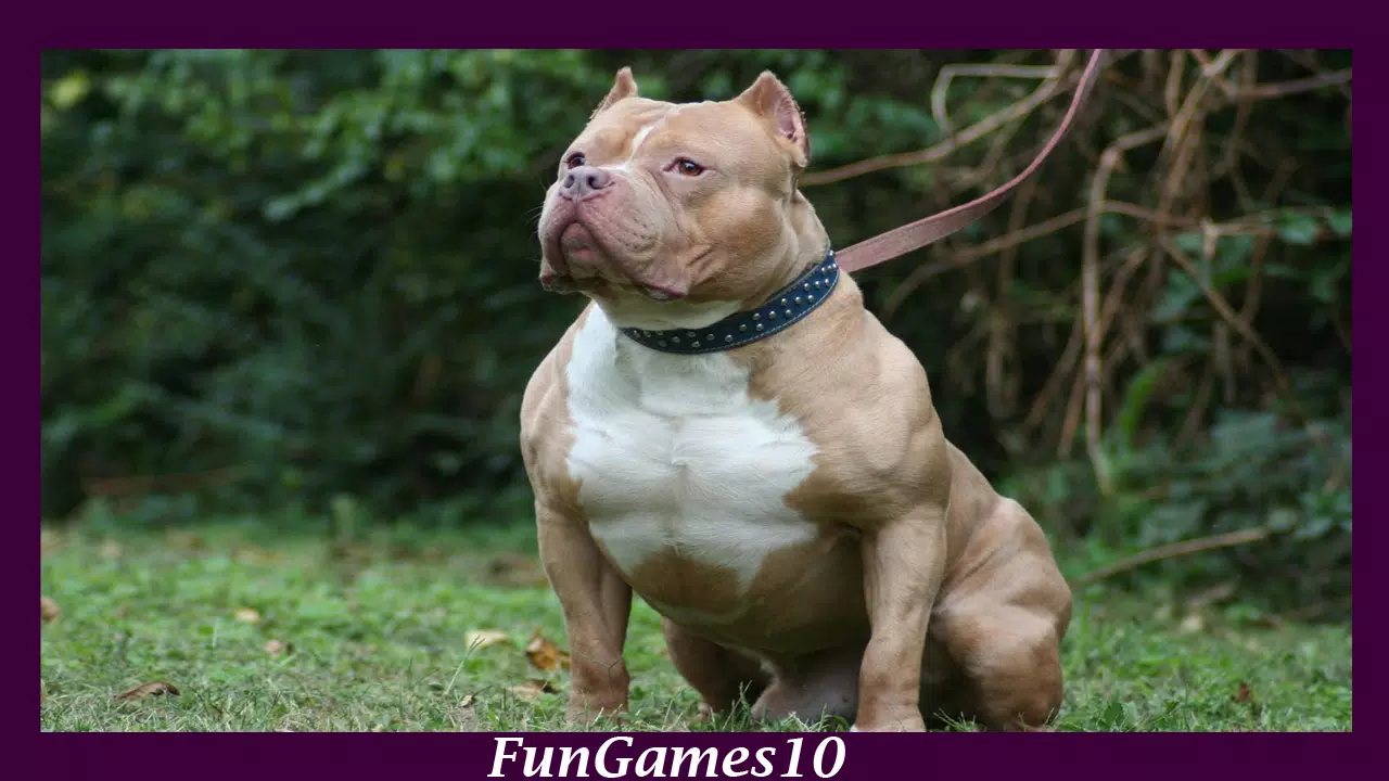 Pitbull Dog Wallpaper APK for Android Download