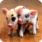 The Little Pig Live Wallpaper أيقونة