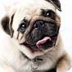 Pug Dog Live Wallpaper