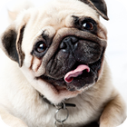 Pug Dog Live Wallpaper أيقونة