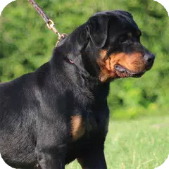 Rottweiler Dog Wallpaper