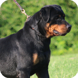 Rottweiler Dog Wallpaper icon