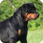 Rottweiler Dog Wallpaper ikon