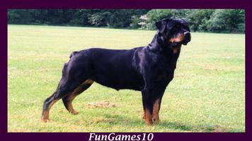 Rottweiler Dog Wallpaper পোস্টার