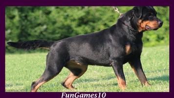 Rottweiler Dog Wallpaper syot layar 1