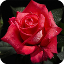 Roses HD Live Wallpaper Flower APK