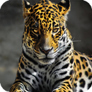 Ounce HD Live Wallpaper APK
