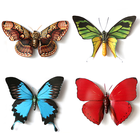 Butterfly Memory - Zen icône
