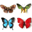Butterfly Memory - Zen