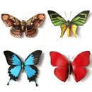 Butterfly Memory - Zen APK