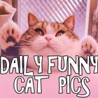 Daily funny cat pictures! icône
