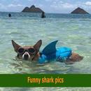 Funny shark pics ideas APK