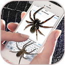 Aranhas na Tela: Piadas Engraçadas APK