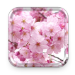 Sakura Fond d'écran Animé et Cerise Thèmes