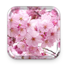 Sakura Fond d'écran Animé et Cerise Thèmes APK