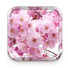 Sakura Live Wallpapers & Cherry Blossom Themes-icoon