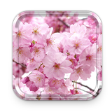 Sakura Fond d'écran Animé et Cerise Thèmes icône
