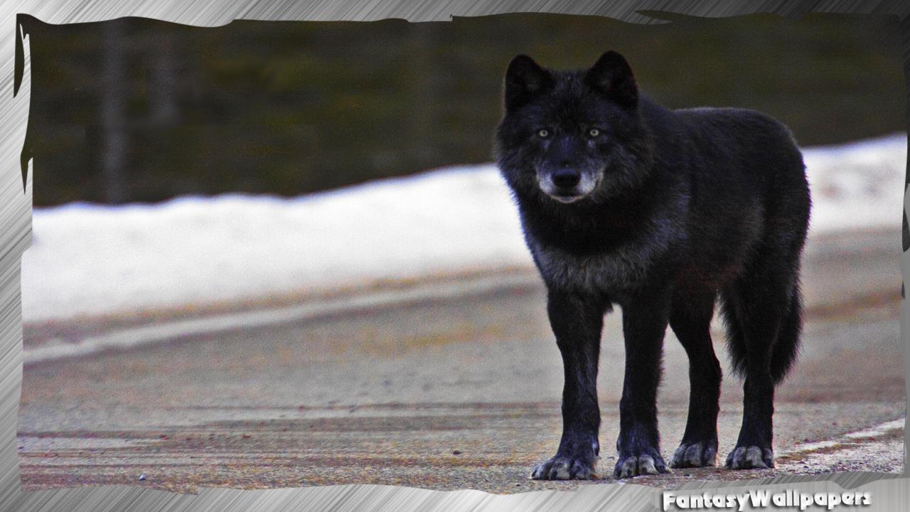 Black Wolf Wallpaper APK pour Android Télécharger Black Wolf Wallpaper APK pour Android Télécharger