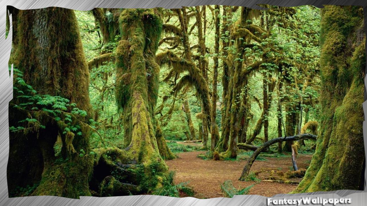 Enchanted Forest Wallpaper For Android Apk Download - enchanted forest escape room roblox password