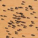Атака муравьев жизнь. Муравьи везде Насекомые APK