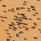 Атака муравьев жизнь. Муравьи везде Насекомые icono
