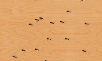 Атака муравьев жизнь. Муравьи везде Насекомые Affiche