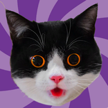 Симулятор кошки и кота