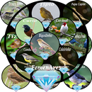 Canto de Passaro Completos APK
