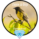 Canto Fêmea Chopim do Brejo APK