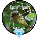Canto Fêmea Cigarra de Verdaderira APK