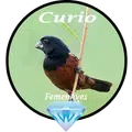 Canto Fêmea de Curio