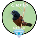 Canto Fêmea de Curio biểu tượng