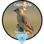 Canto Fêmea de Caboclinho