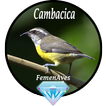 Canto Fêmea de Cambacica