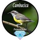 Canto Fêmea de Cambacica APK