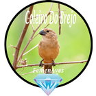 Canto Fêmea de Coleiro do Brej biểu tượng