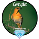 Canto Fêmea de Corrupiao APK