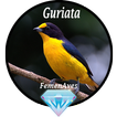 Canto Fêmea de Guriata
