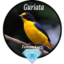 Canto Fêmea de Guriata APK