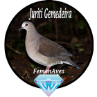Canto Fêmea de Juriti Gemedeir آئیکن