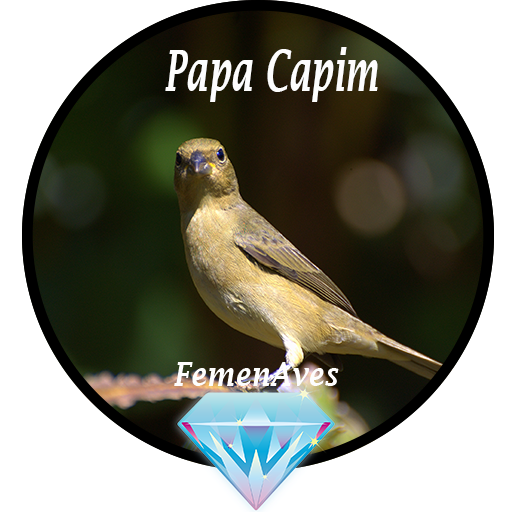 Canto Fêmea de Papa Capim APK 19.0 for Android – Download Canto