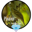 Canto Fêmea de Pixoxo APK