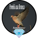 Canto Fêmea de Pombã asa Branc aplikacja