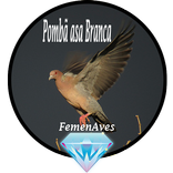 Canto Fêmea de Pombã asa Branc