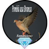 Canto Fêmea de Pombã asa Branc biểu tượng
