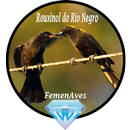 Canto Fêmea de Rouxinol do Rio Negro APK