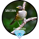 Canto Fêmea de Sabiá Coleira APK