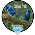Canto Fêmea de Sanhaçu Frade biểu tượng